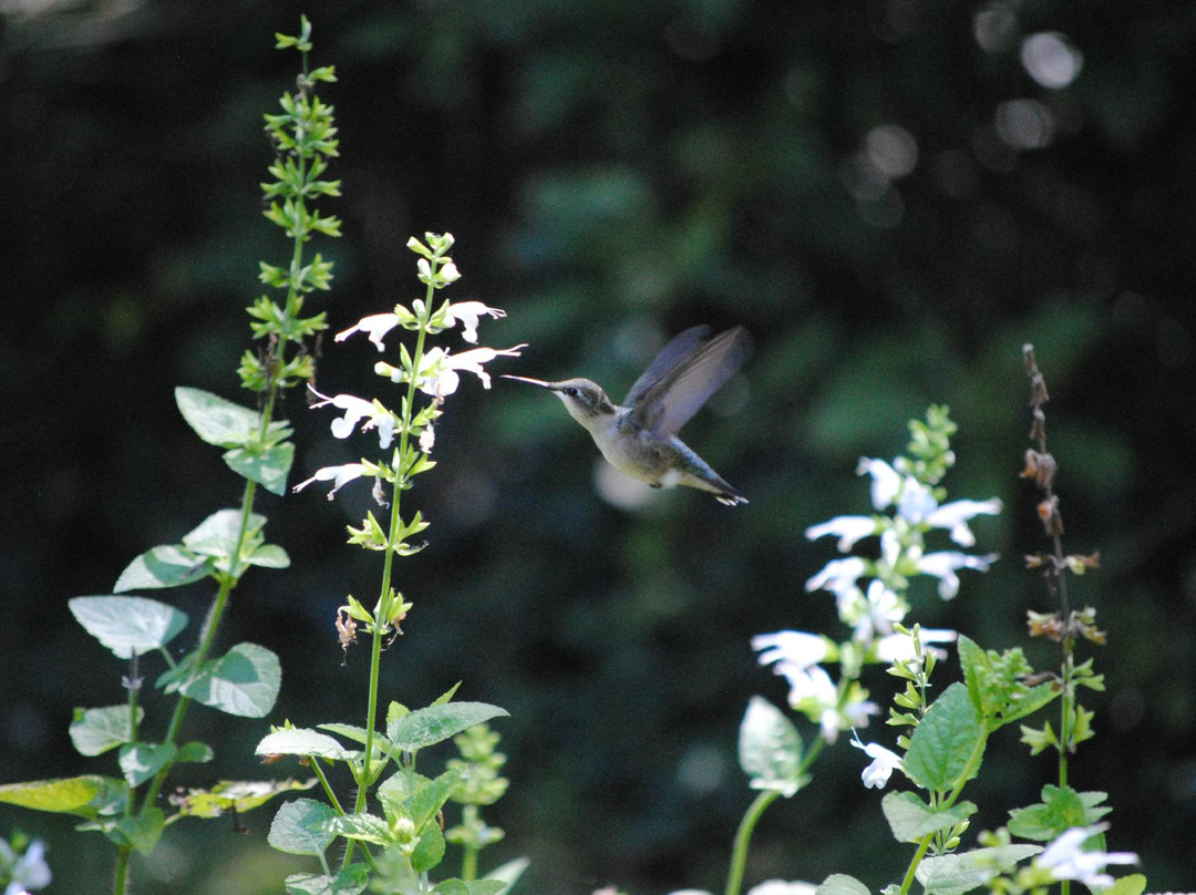 Leaming's Run Gardens景点图片