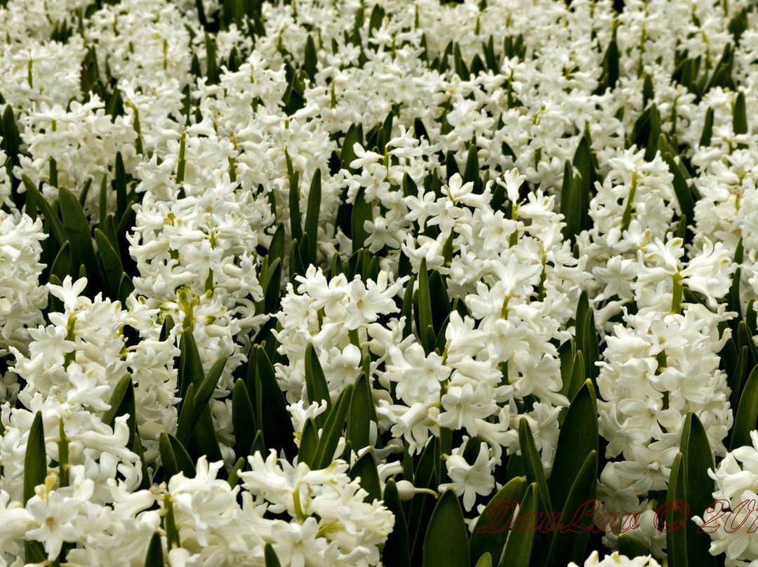 Visit Lisse Tourist Info & Shop-利塞必去景点