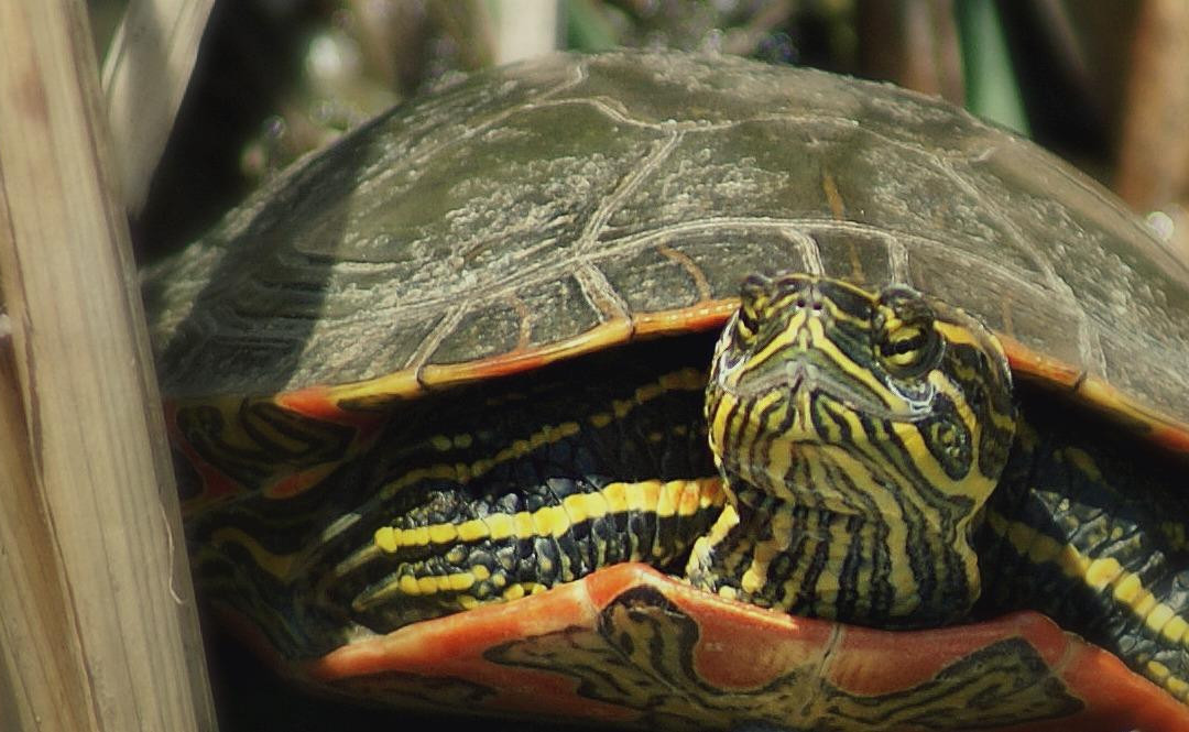 Fort Whyte Alive-温尼伯必去景点