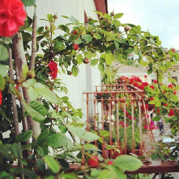 Rotonda酒店住宿-B&B da Peppe