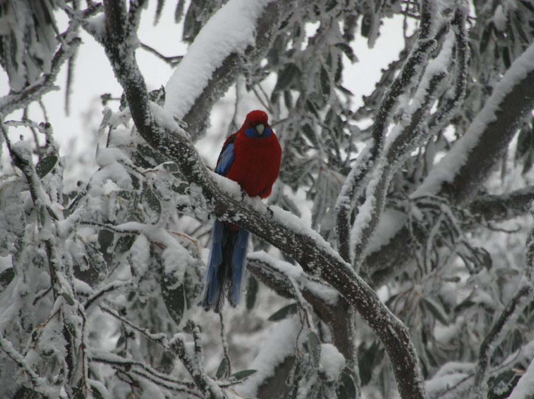 Ducks & Drakes-Mount Buller必去景点
