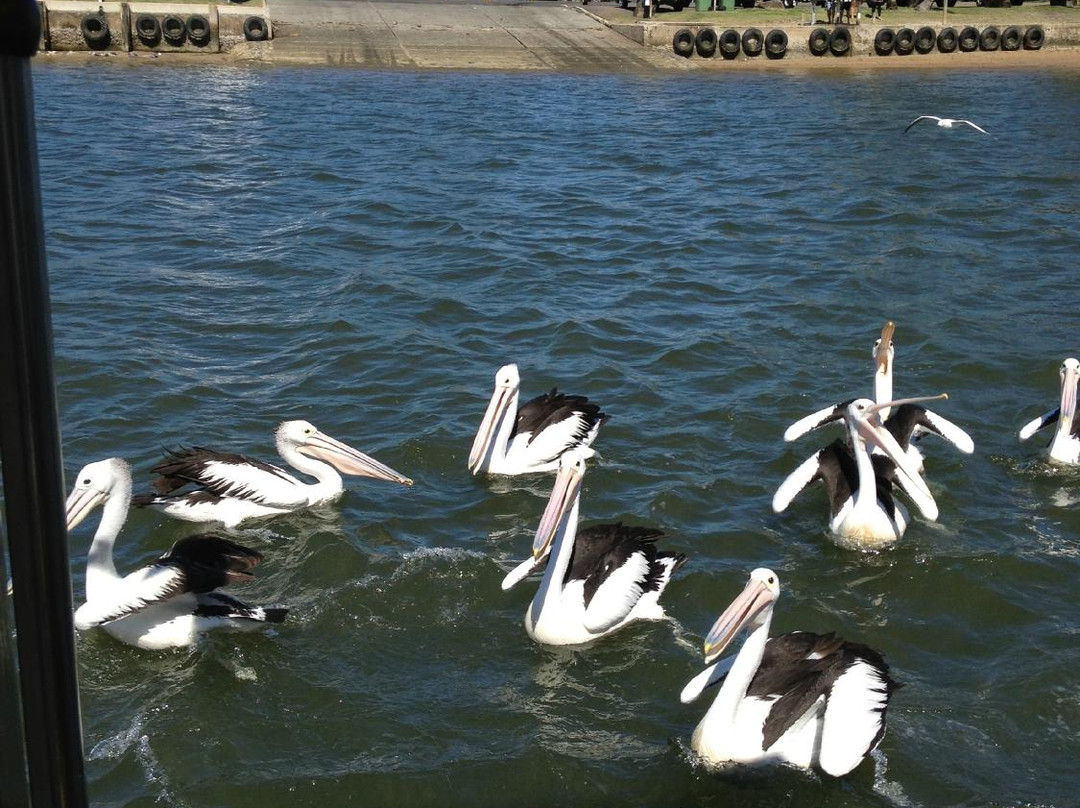 Mooloolaba Canal Cruise-穆鲁拉巴必去景点