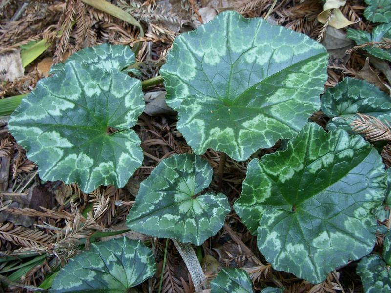 Blake Garden-Kensington必去景点