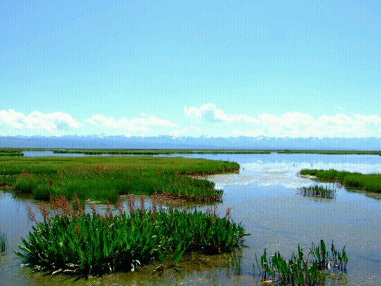 新疆天鹅湖景点图片