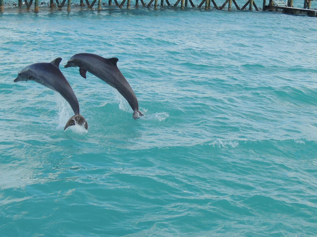 Dolphin Discovery Anguilla-Blowing Point必去景点