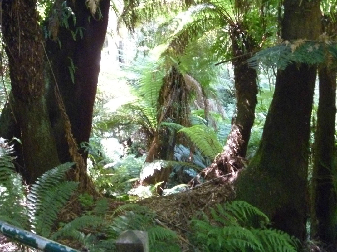 Tree Fern Gully Track-墨尔本必去景点