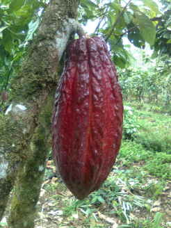 Cabure Chocolate Tour-蒙特沃德必去景点