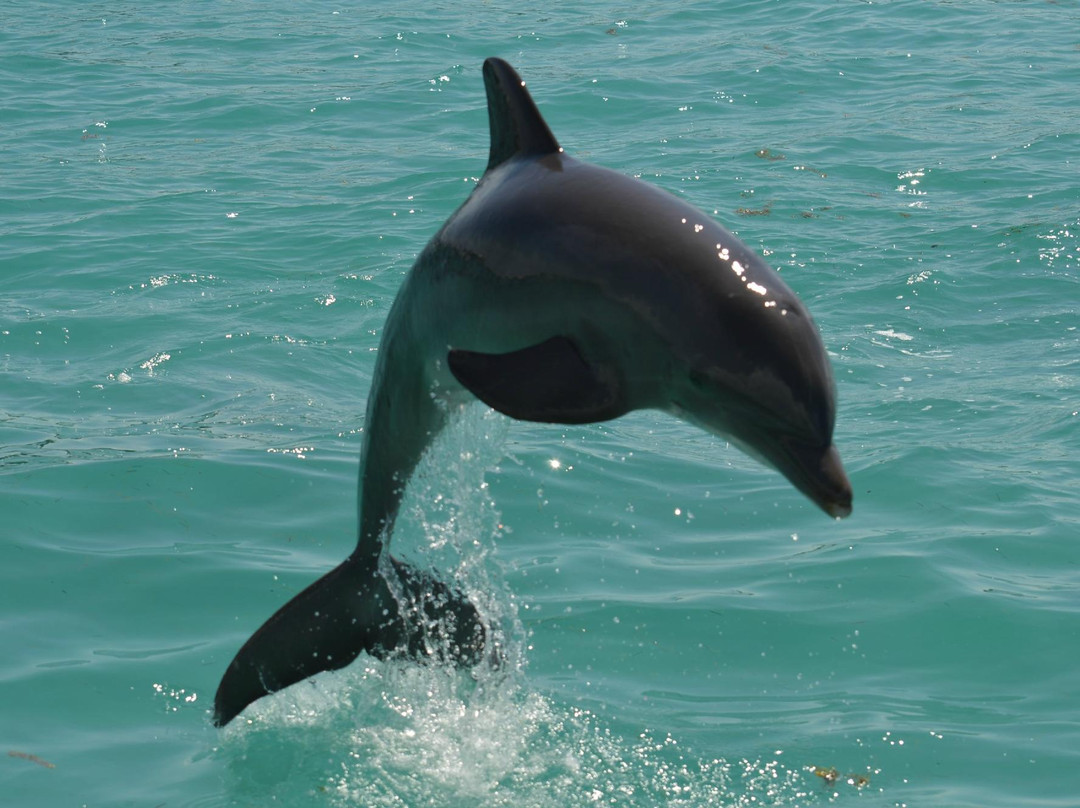 Dolphin Discovery Anguilla-Blowing Point必去景点