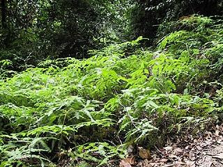 武吉知马自然保护区-新加坡必去景点