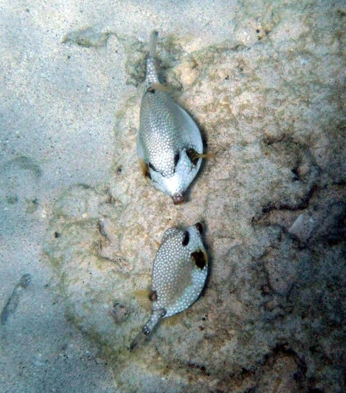 Malmok Reef-棕榈/鹰海滩必去景点