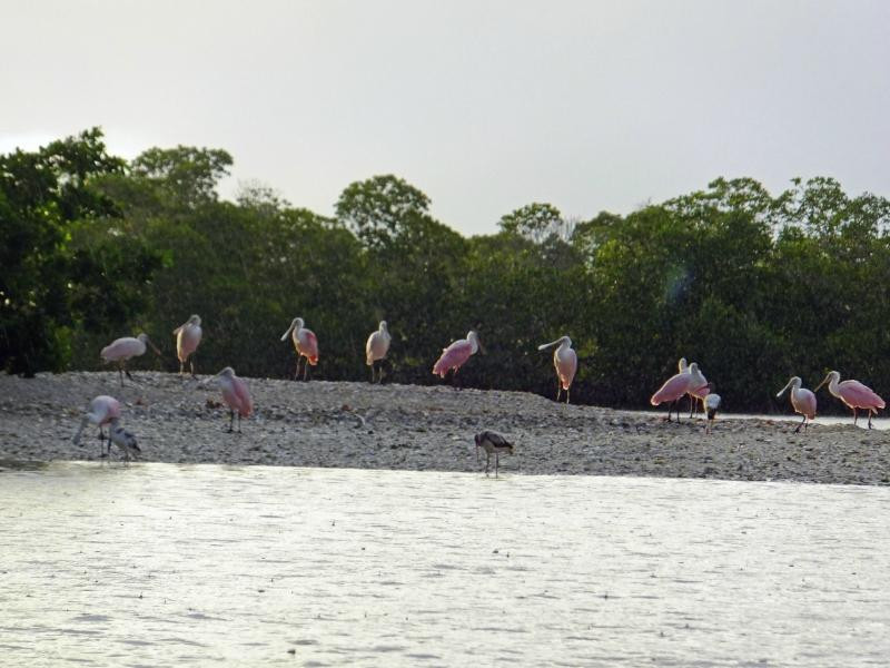 Everglades Backcountry Experience with Capt. Rodney Raffield-大沼泽地必去景点