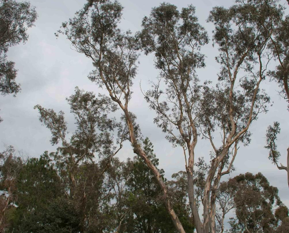 Corroboree Park-堪培拉必去景点