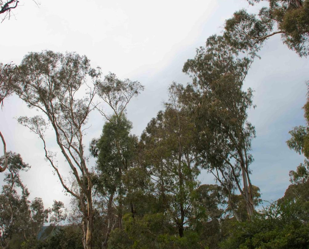 Corroboree Park-堪培拉必去景点