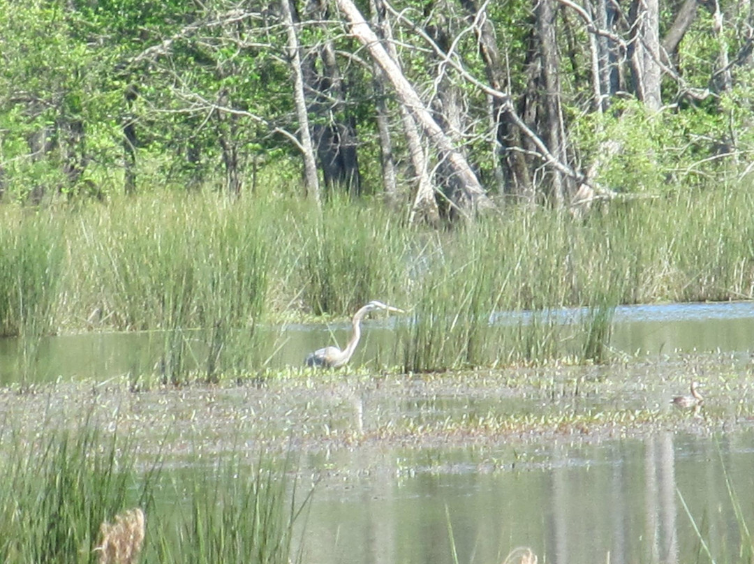 Pee Dee National Wildlife Refuge景点图片