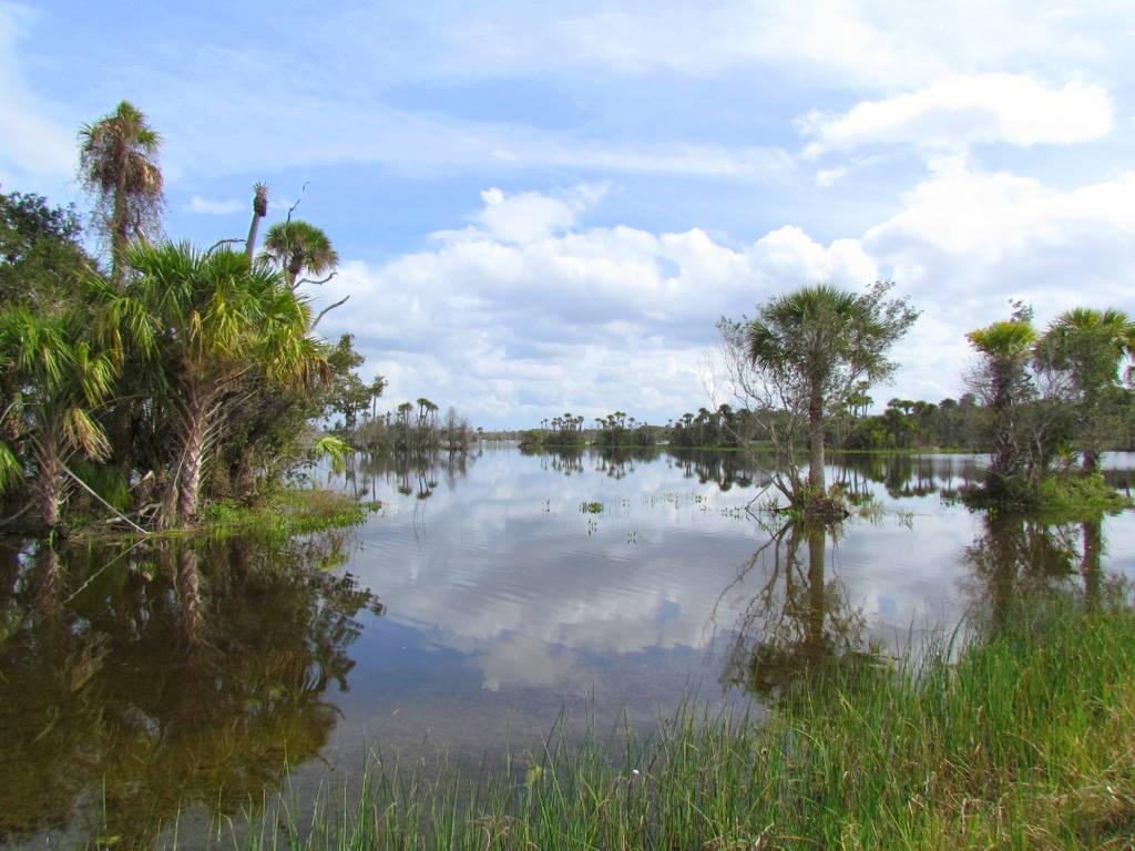 Orlando Wetlands景点图片