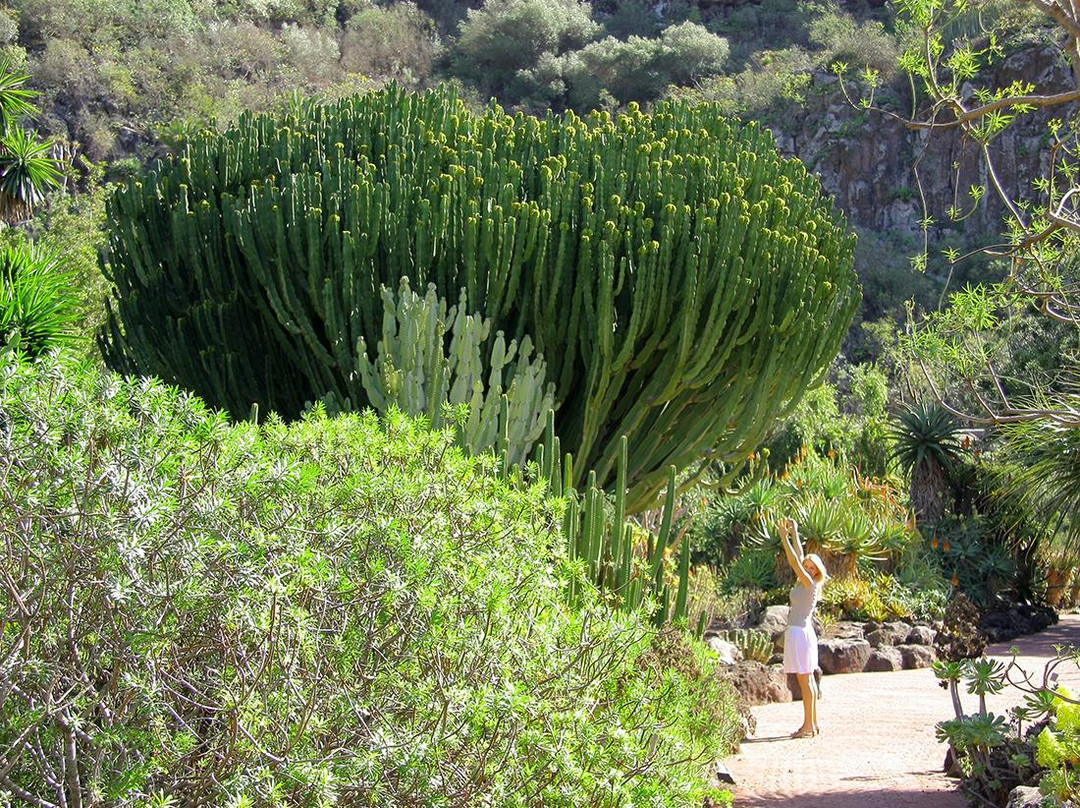 Jardín Botánico Viera y Clavijo景点图片