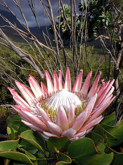 Jonkershoek Nature Reserve-斯泰伦博斯必去景点