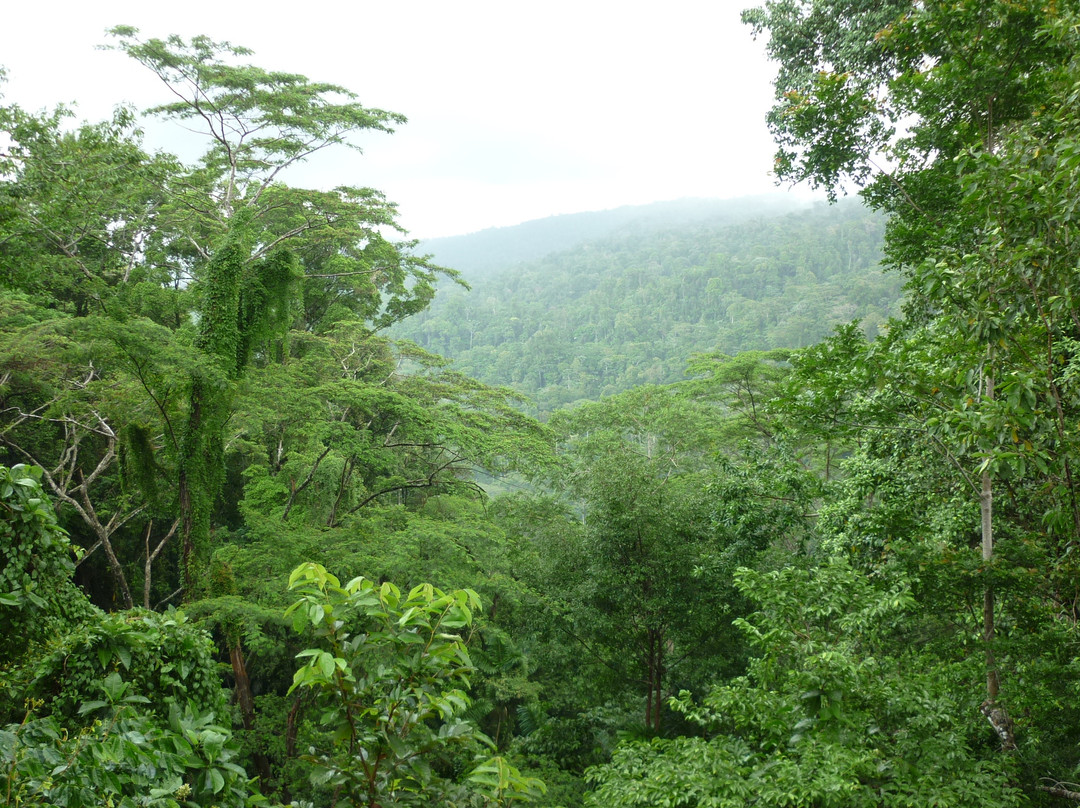Veragua Rainforest Park景点图片