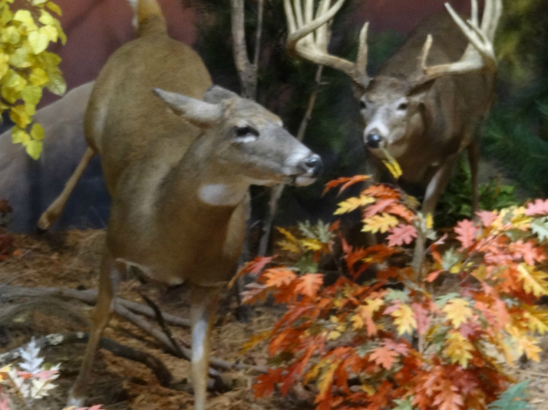 Cabela's-Richfield必去景点