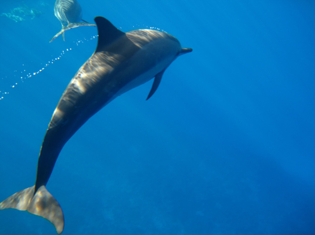 Niue Blue Island Experiences-阿洛菲必去景点