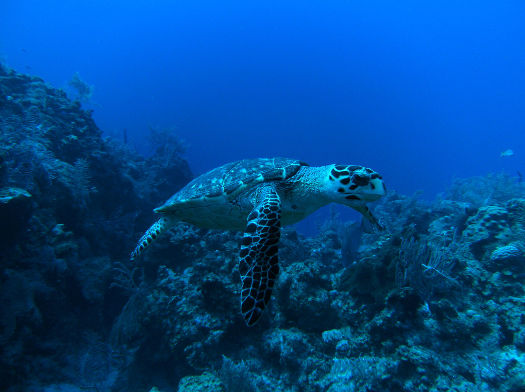 Reef Divers Cayman Islands-Cayman Brac必去景点