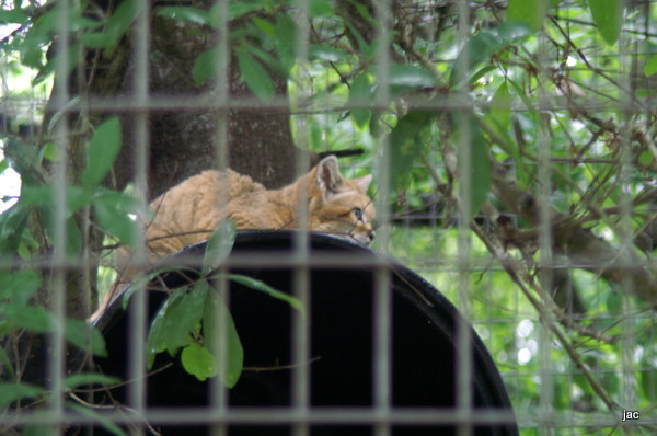 Big Cat Rescue-坦帕必去景点