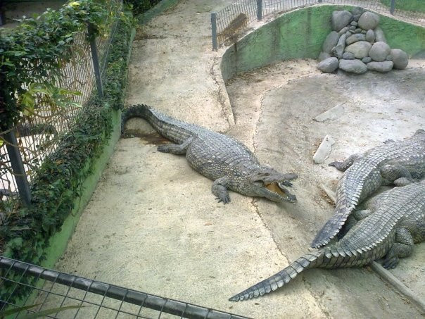 Crocodile Park景点图片