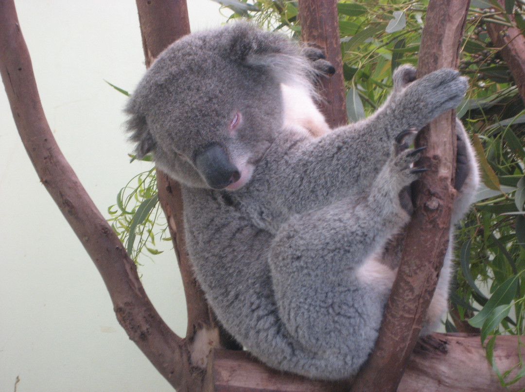 Featherdale Sydney Wildlife Park景点图片