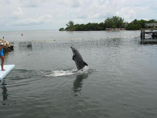 Dolphin Research Center-Grassy Key必去景点
