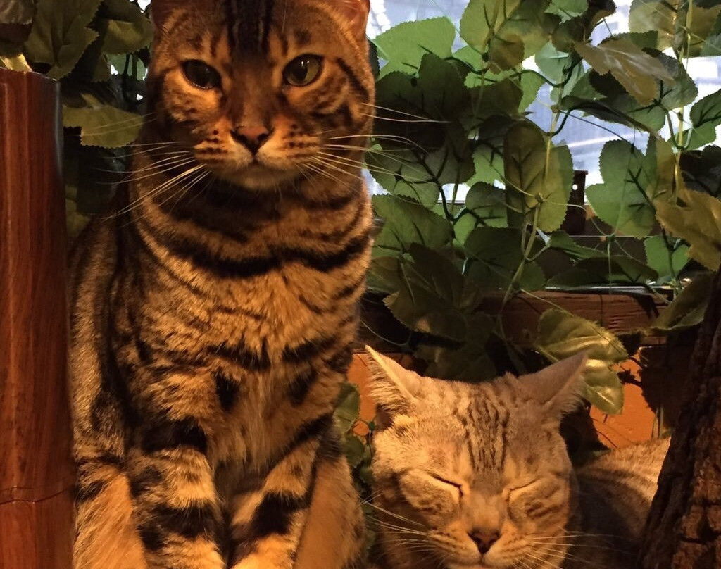 厳島ひょう猫の森