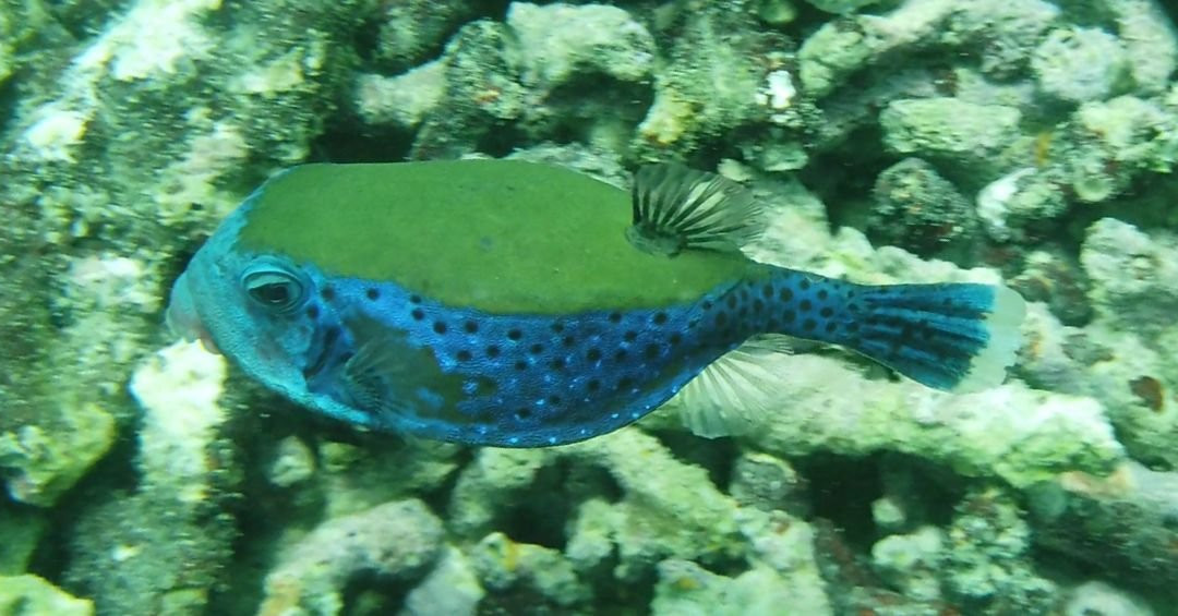 Coral Ocean Tours景点图片