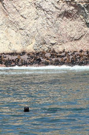 Ballestas Islands-皮斯科必去景点