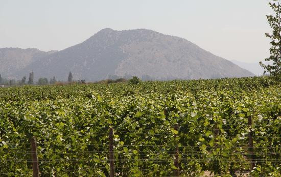 Concha y Toro-Pirque必去景点