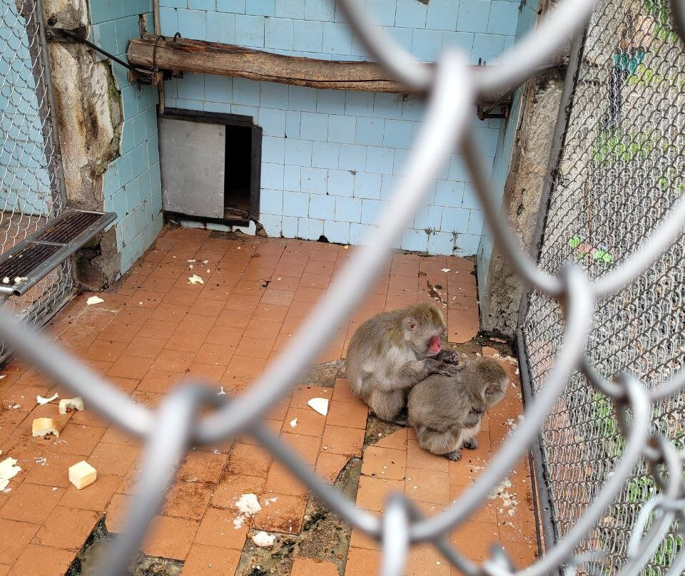 Sukhumi Monkey Nursery-Sukhumi必去景点