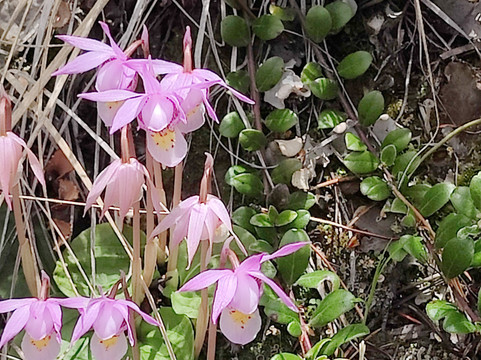 Wilderness on Wheels-Grant必去景点