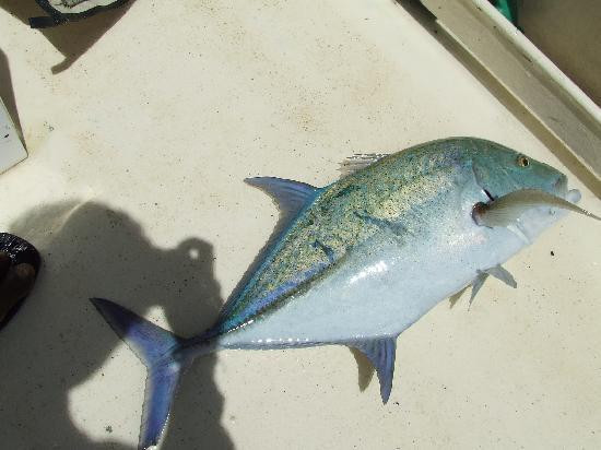 Sport Fishing Fiji-辛加东卡必去景点