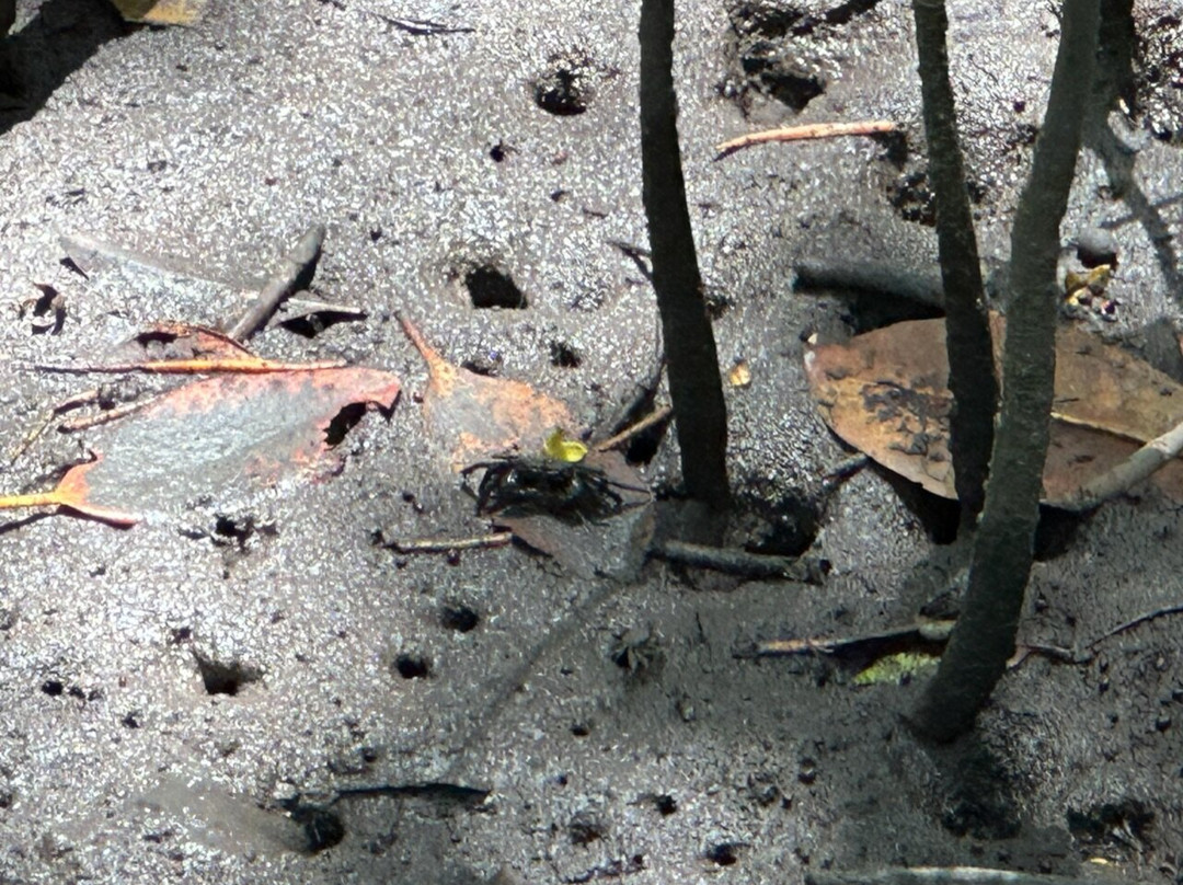 Mu Ko Chumphon National Park景点图片