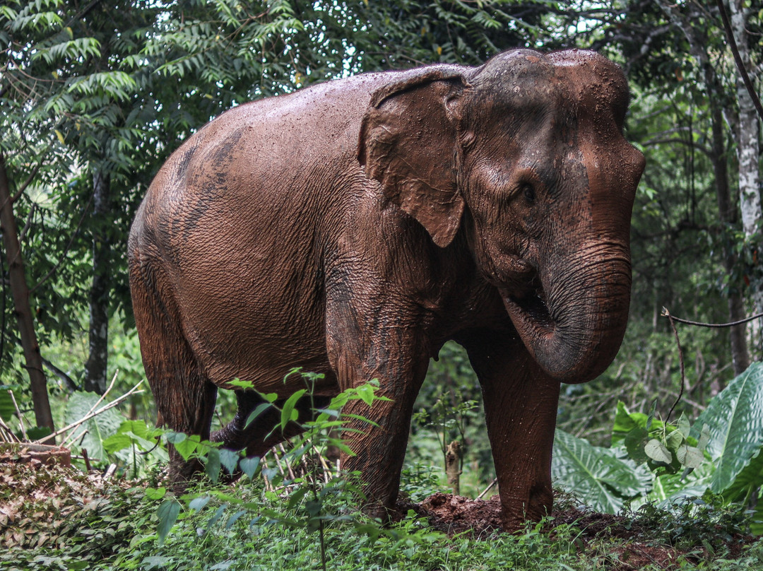 Phuket Elephant Nature Reserve景点图片