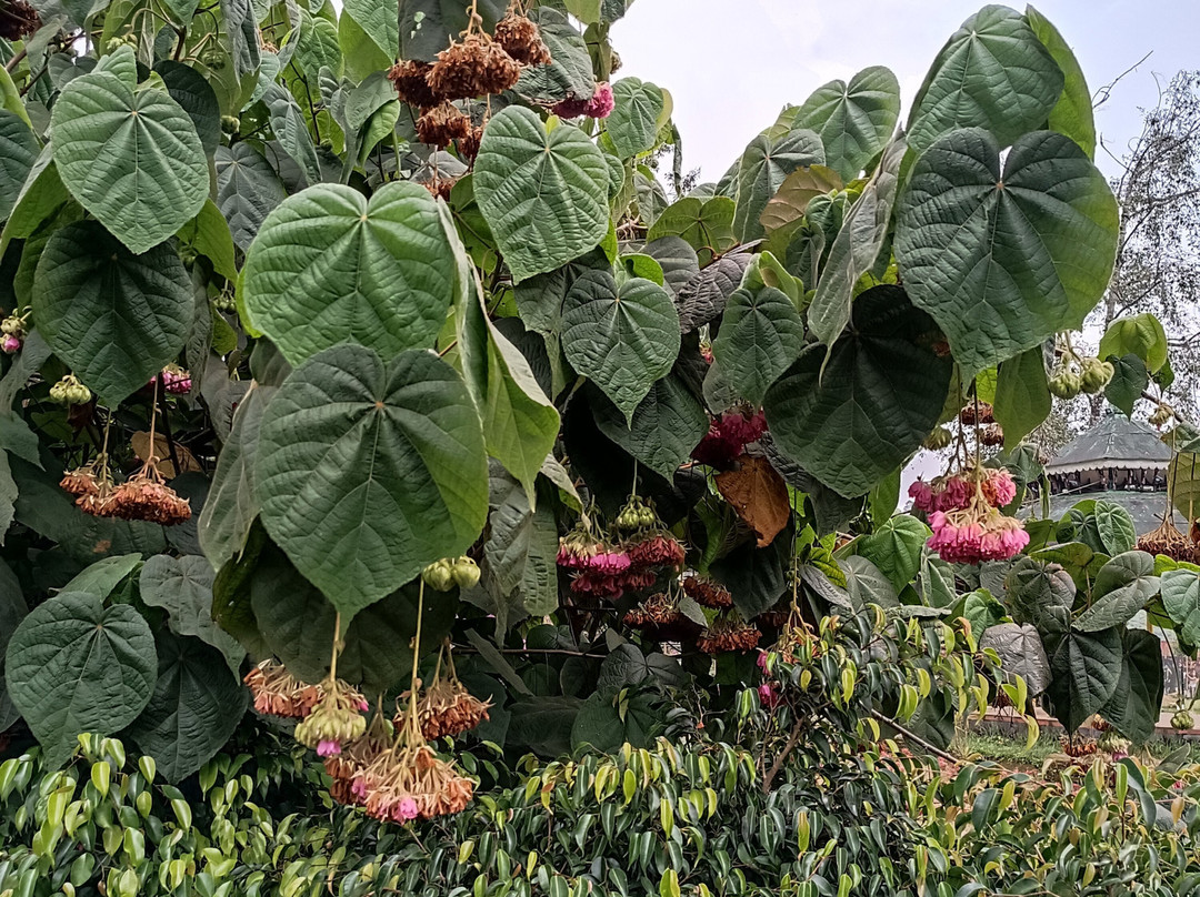 Blossom Hydel Park景点图片