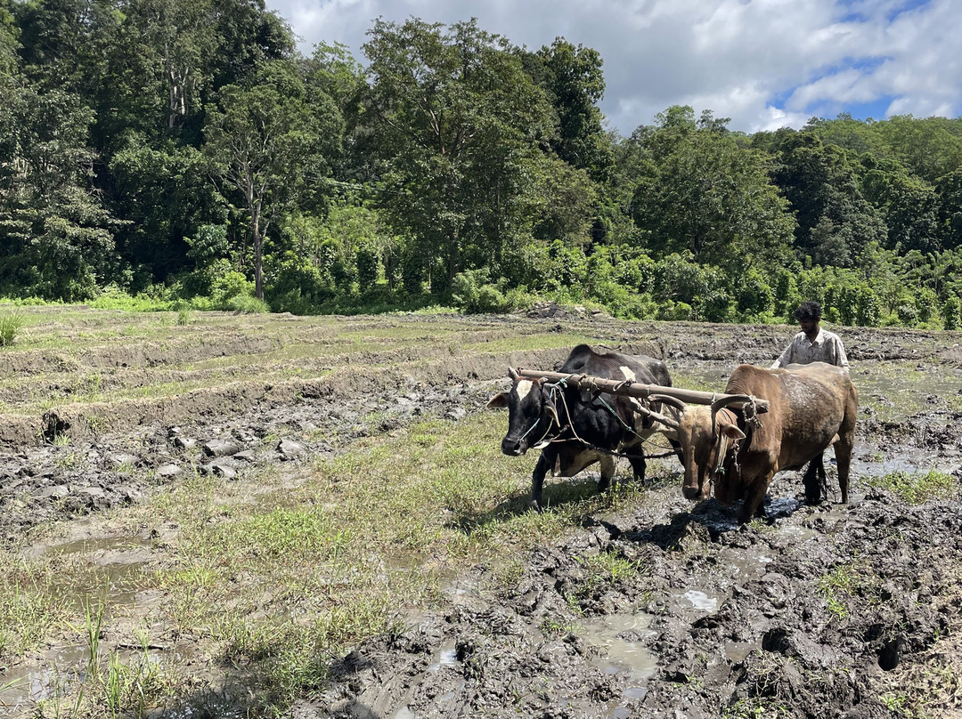 Haputale Mountain Tours-哈普特莱必去景点