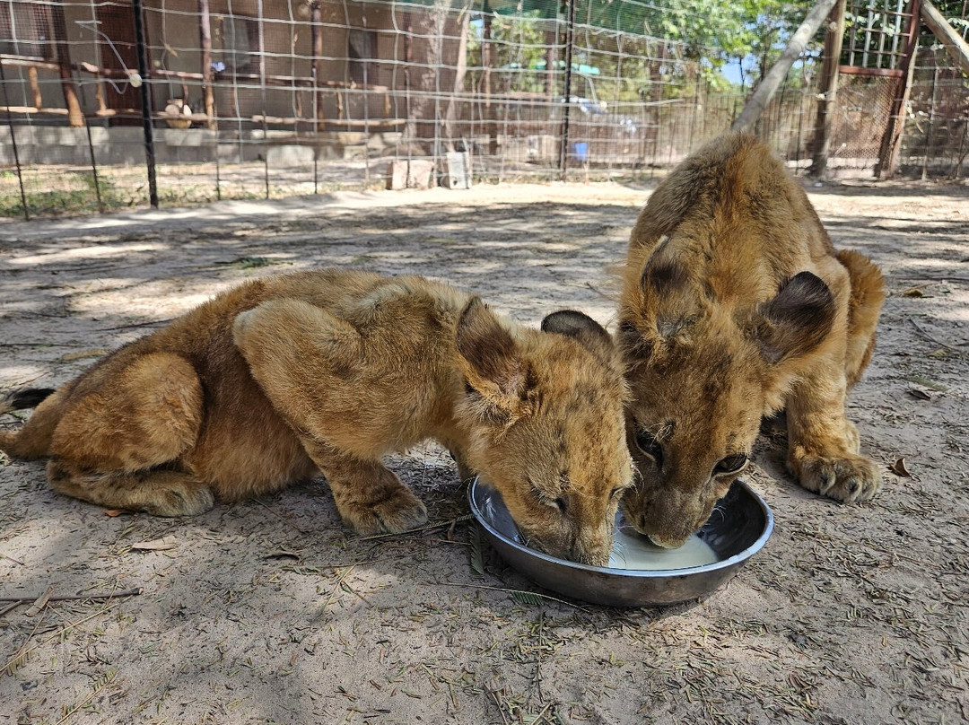 Senegal Tourist Guide-达喀尔必去景点