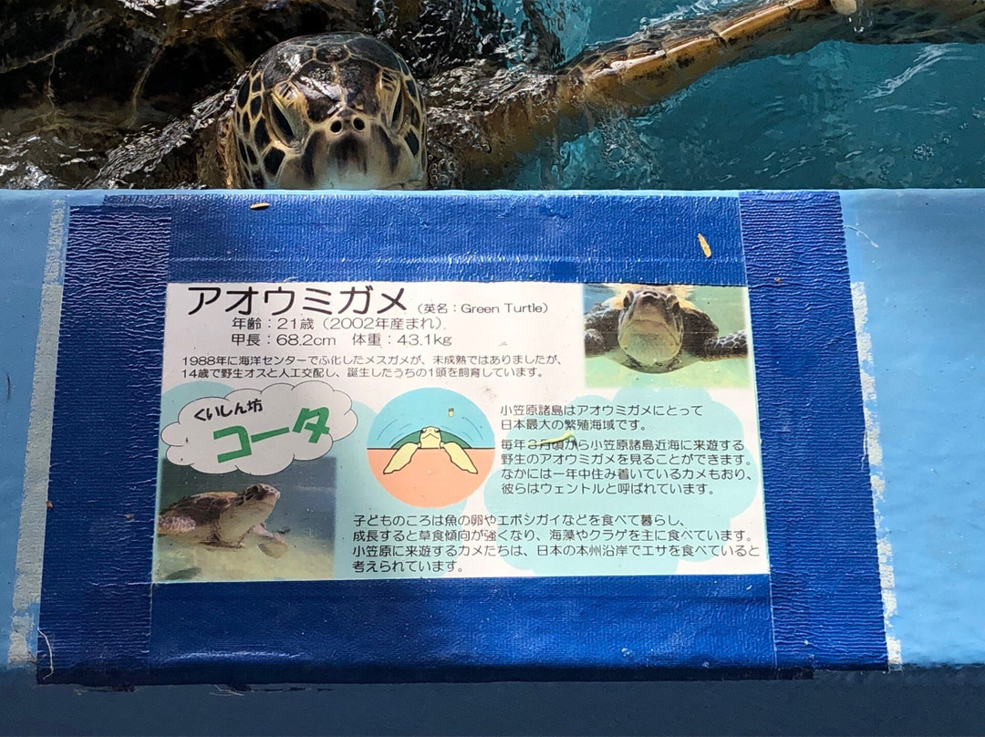 Ogasawara Ocean Center-小笠原村必去景点