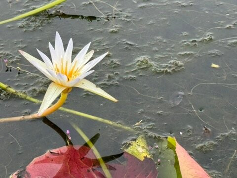 Thale Noi Waterfowl Park-郡干仑必去景点