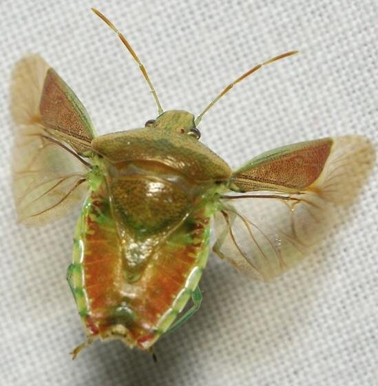 The Depot Lodge-官方