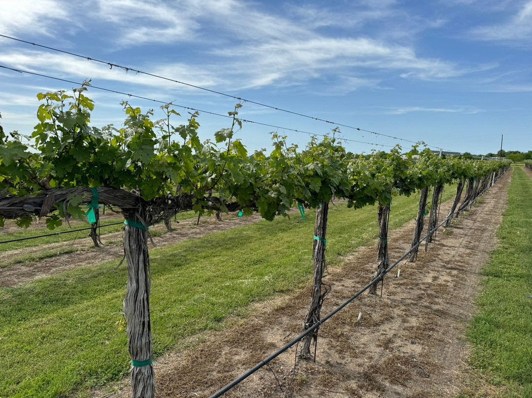 Country Spring Vineyard And Wine Garden景点图片