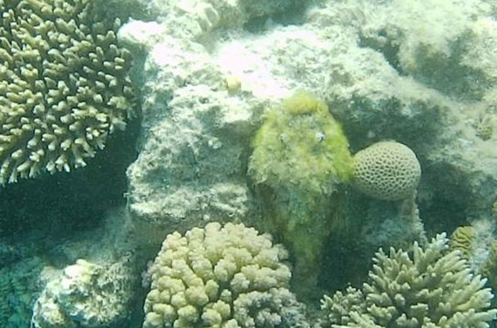 Hurghada Mermaid Tours-赫尔格达必去景点