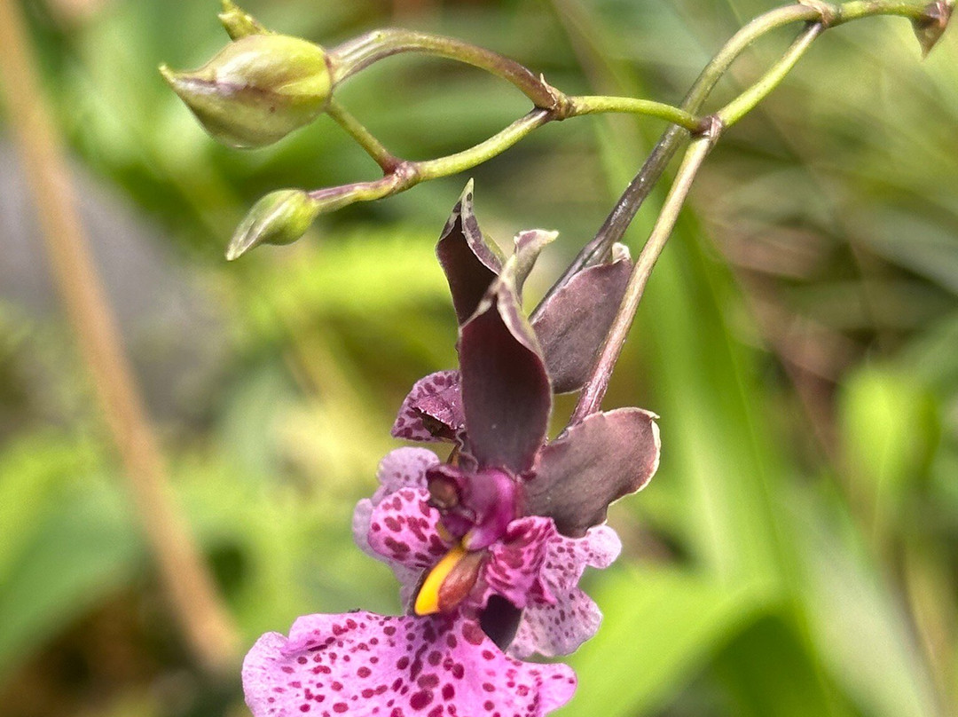 Jardín Botánico de Quito-基多必去景点