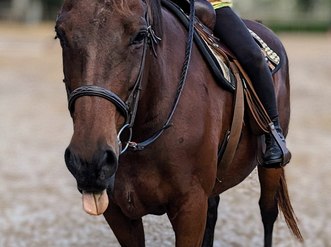Cheyne Ranch, Inc.-Oviedo必去景点