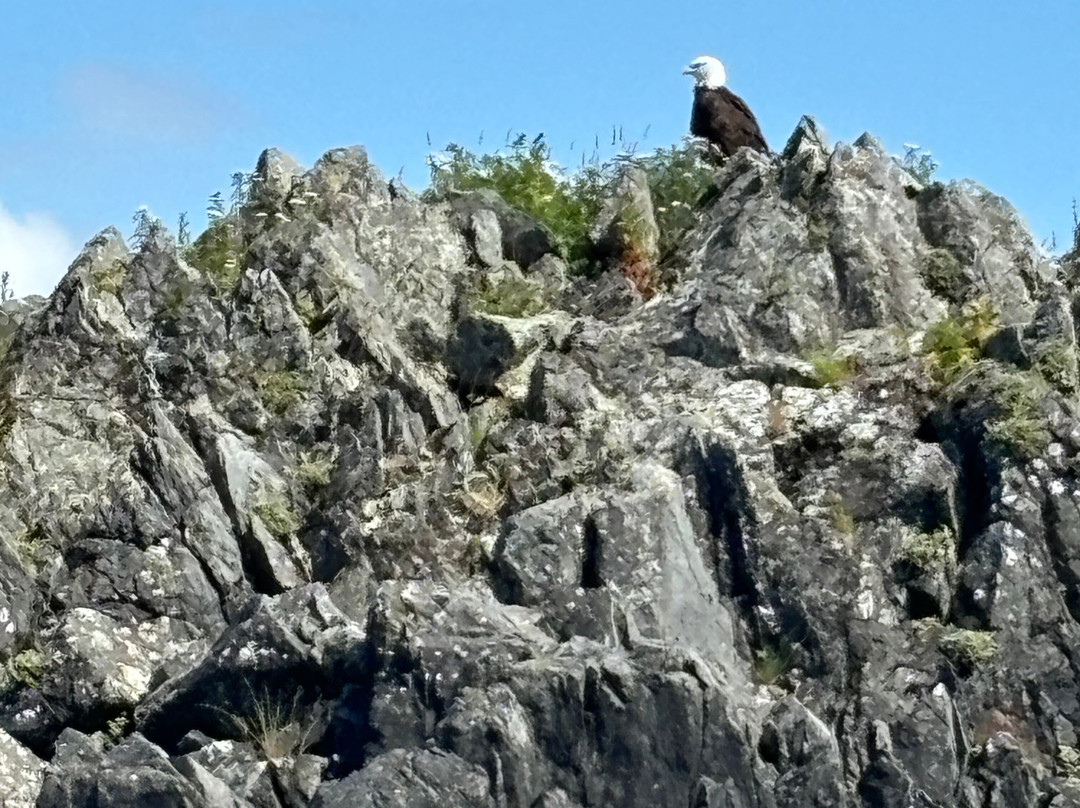 Sitka Wild Coast Kayaks景点图片
