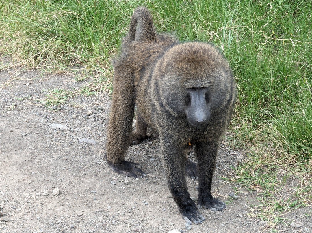 Join African  Savanah-Karen必去景点